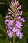 Small purple fringed orchid <BR>Lesser purple fringed orchid